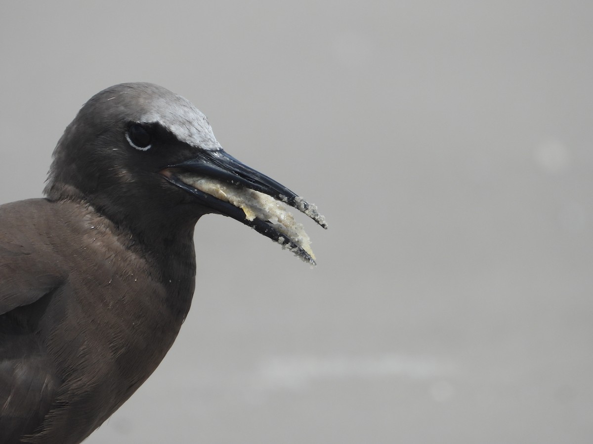 Brown Noddy - ML637431837