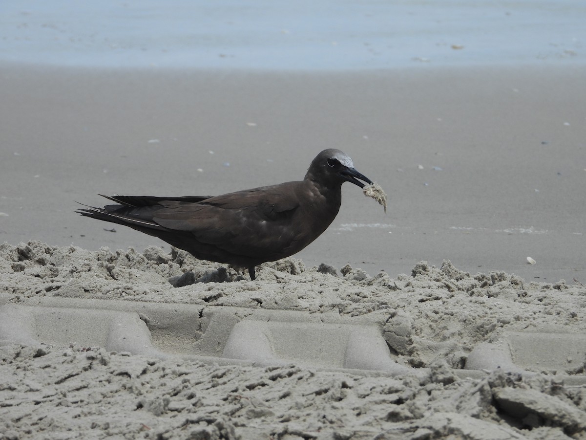 Brown Noddy - ML637431843