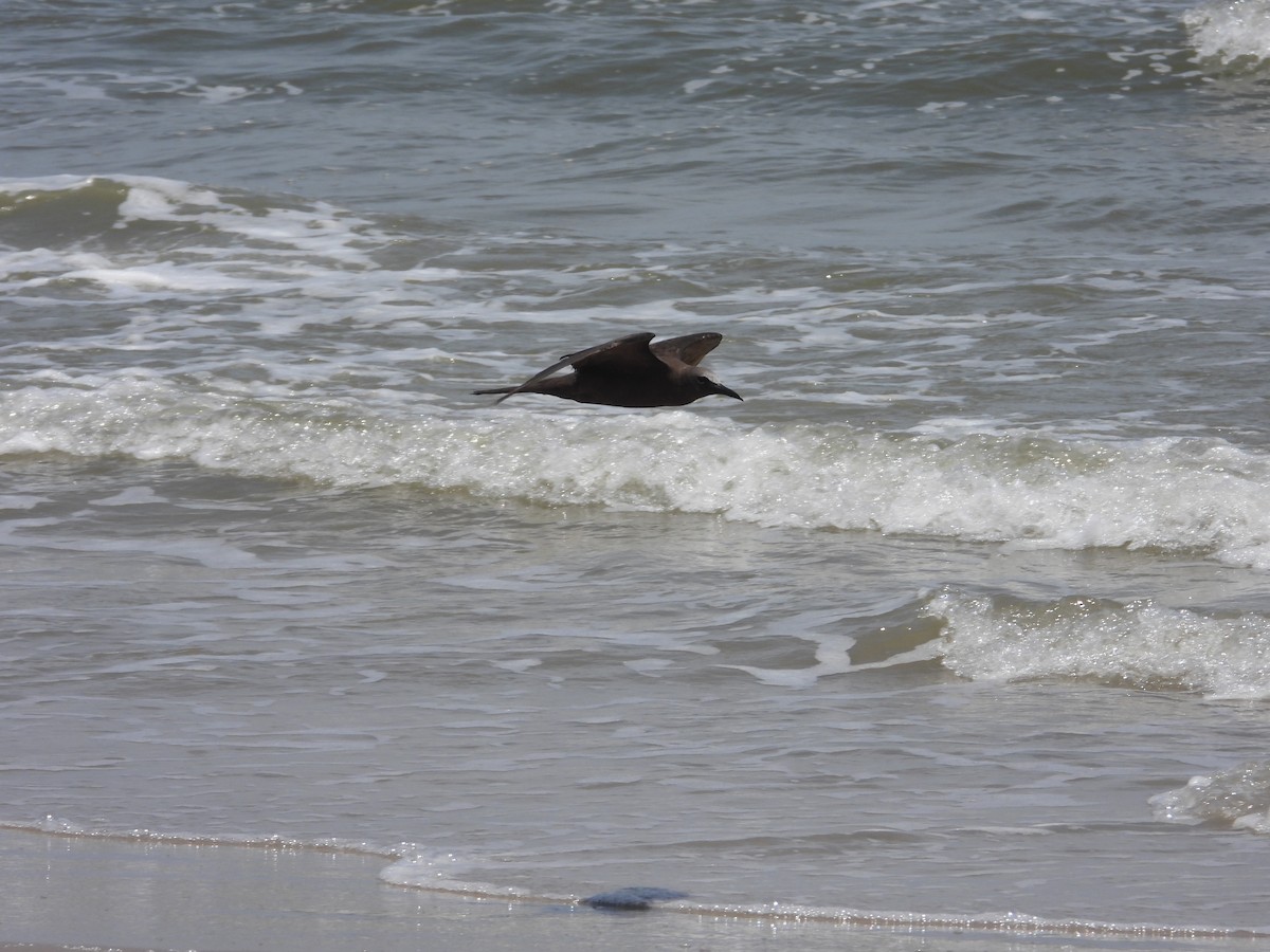 Brown Noddy - ML637431854