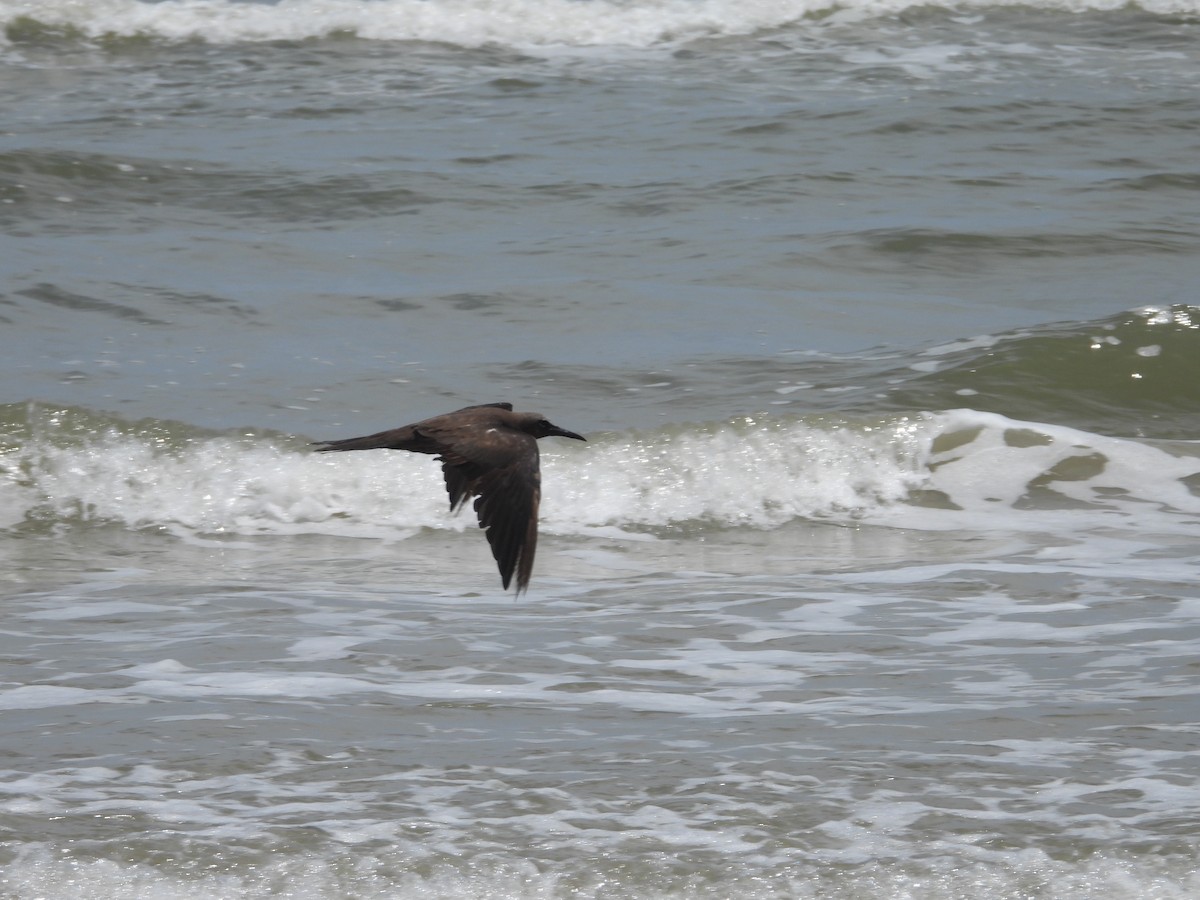 Brown Noddy - ML637431859