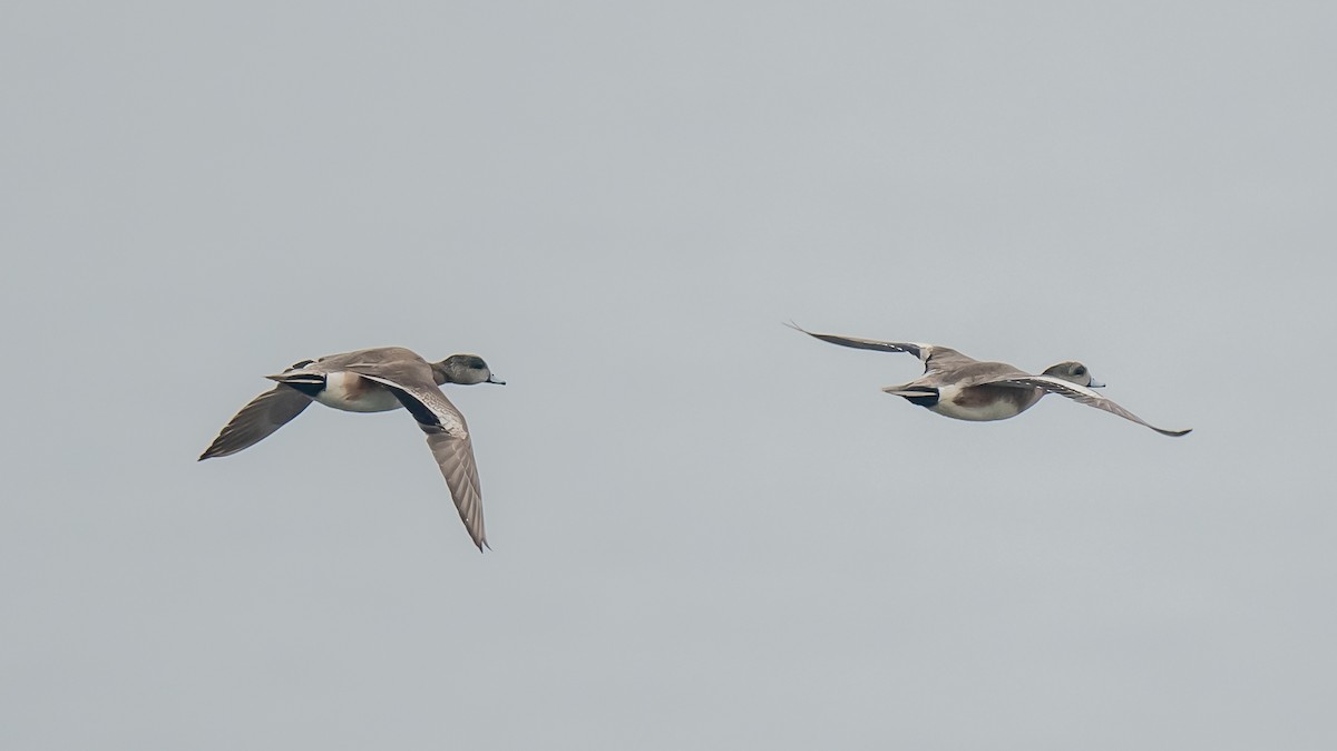 American Wigeon - ML637431906