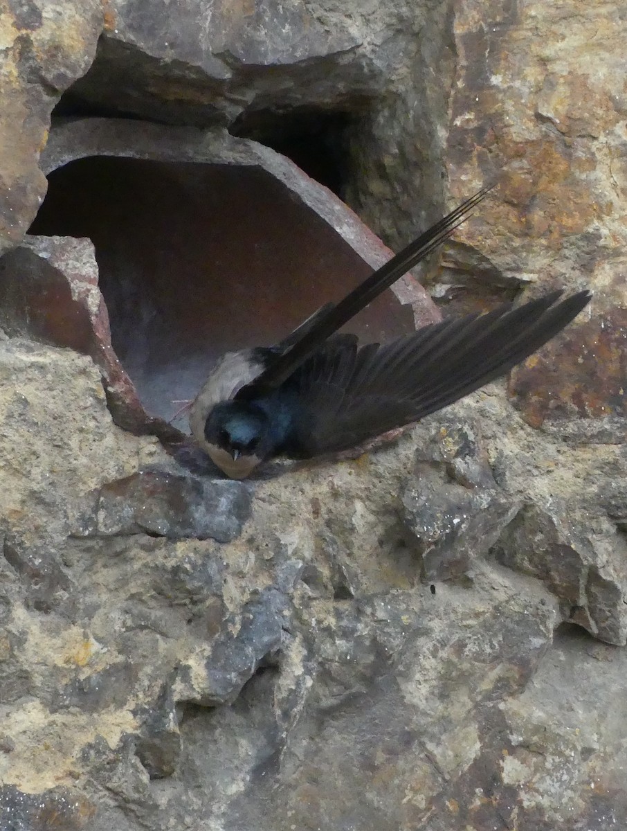 Brown-bellied Swallow - ML637431995