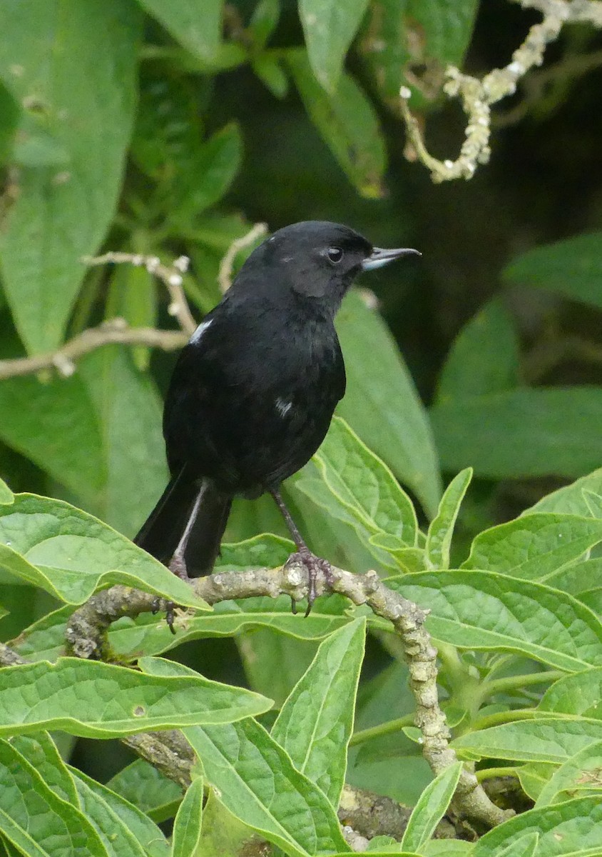 Black Flowerpiercer - ML637432014