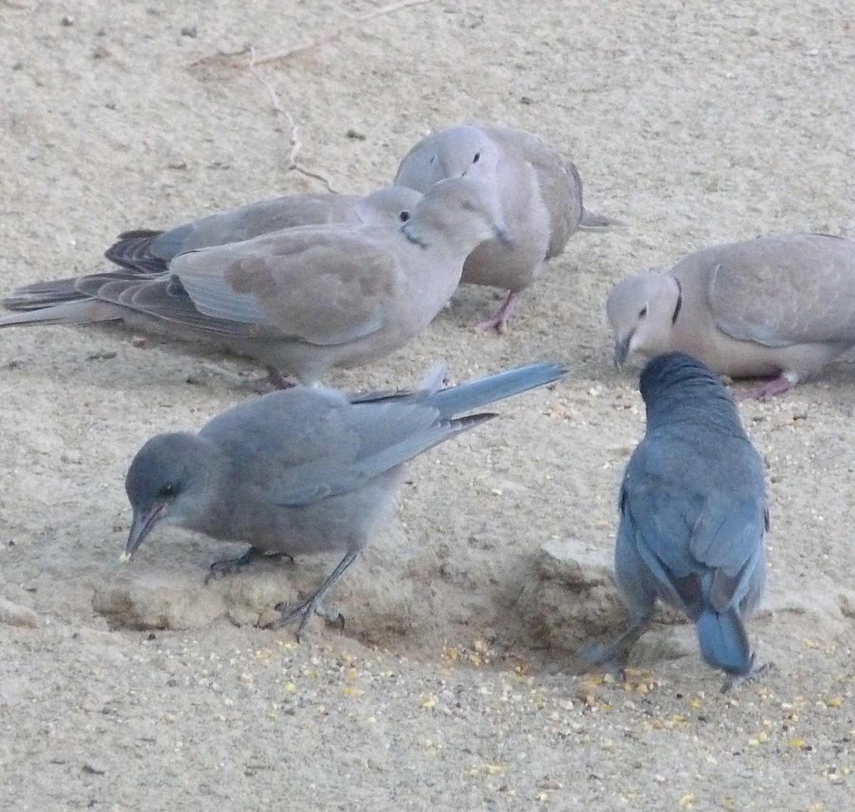 Pinyon Jay - ML637432057