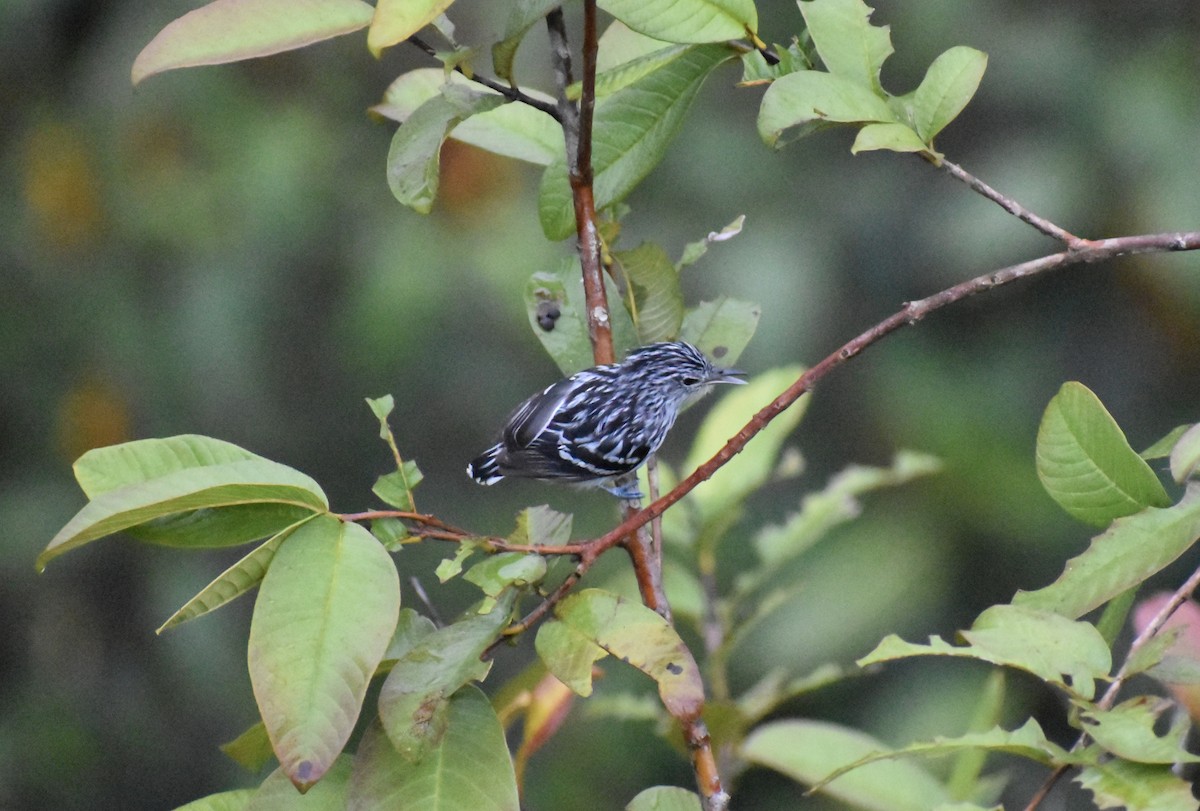 Pacific Antwren - ML637432080