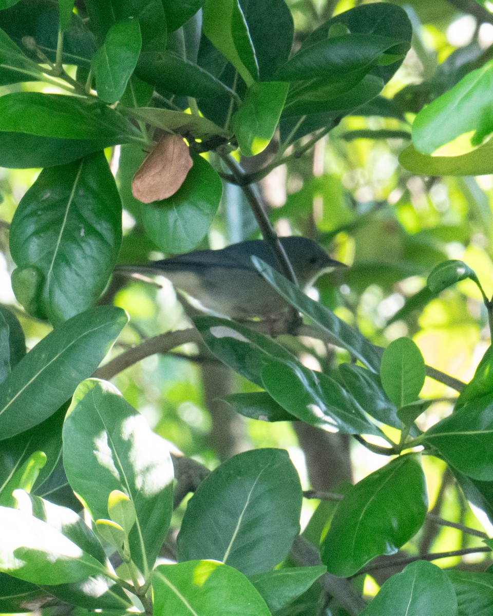 Bicolored Conebill - ML637432090