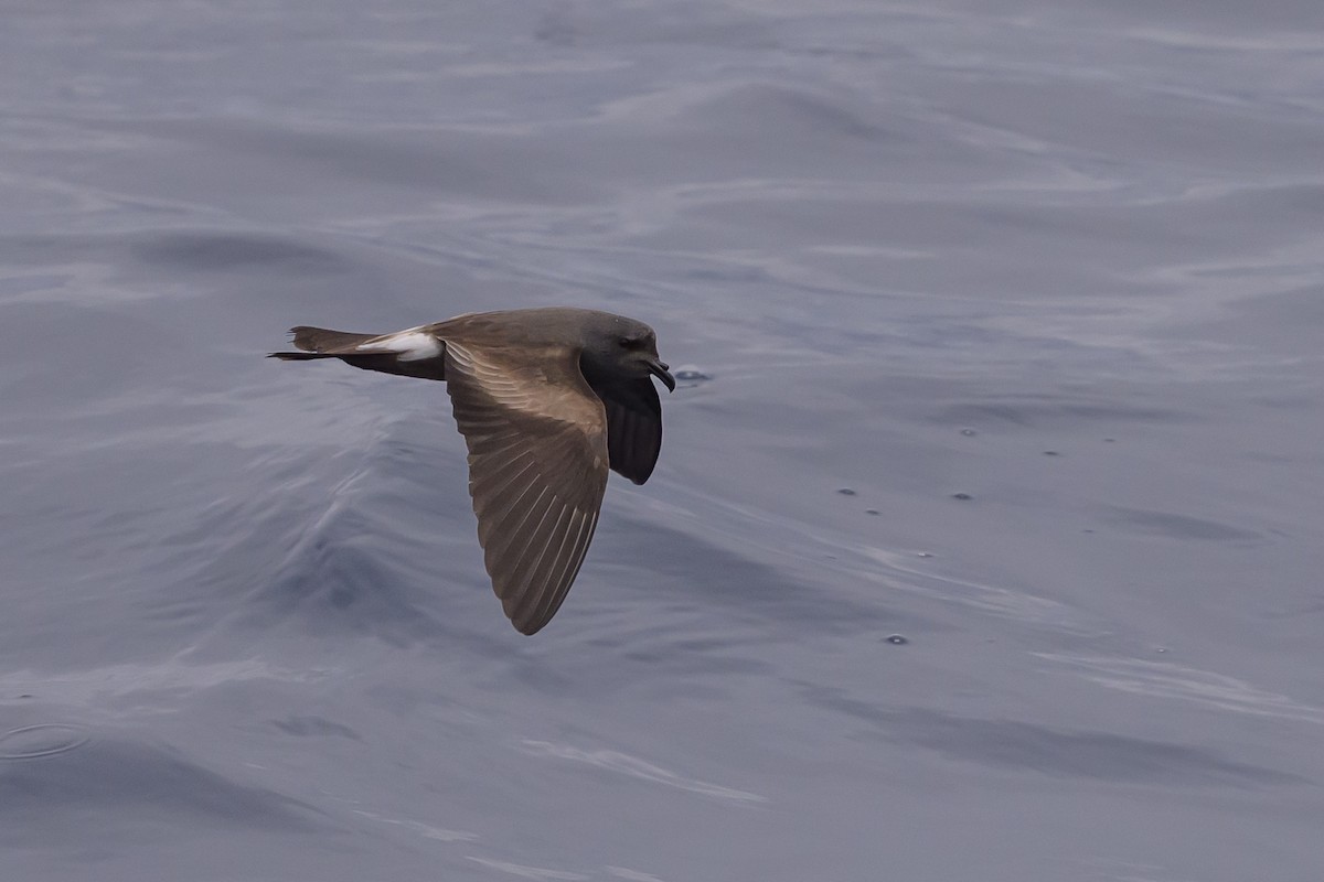Leach's Storm-Petrel - ML637432116