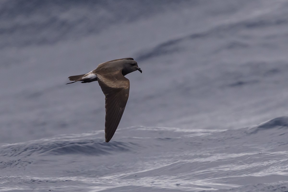 Leach's Storm-Petrel - ML637432117