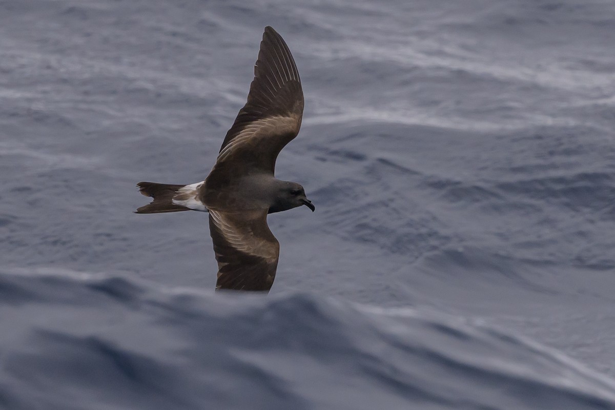 Leach's Storm-Petrel - ML637432119