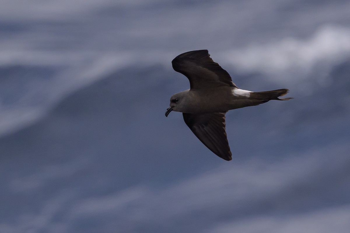 Leach's Storm-Petrel - ML637432120