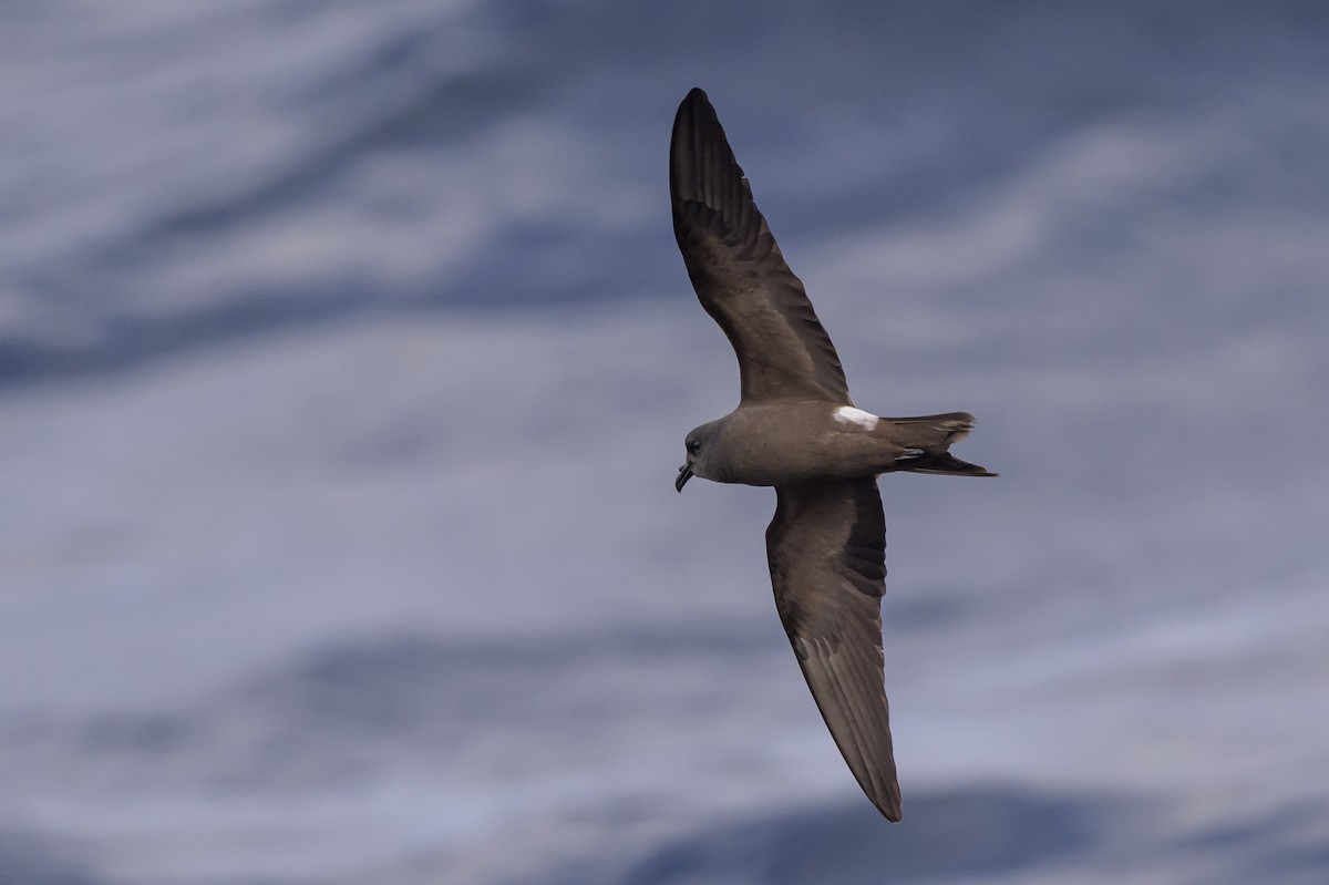 Leach's Storm-Petrel - ML637432121