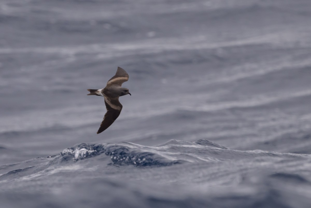 Leach's Storm-Petrel - ML637432122