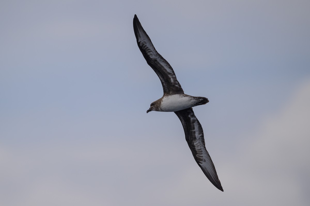 Trindade Petrel - ML637432141