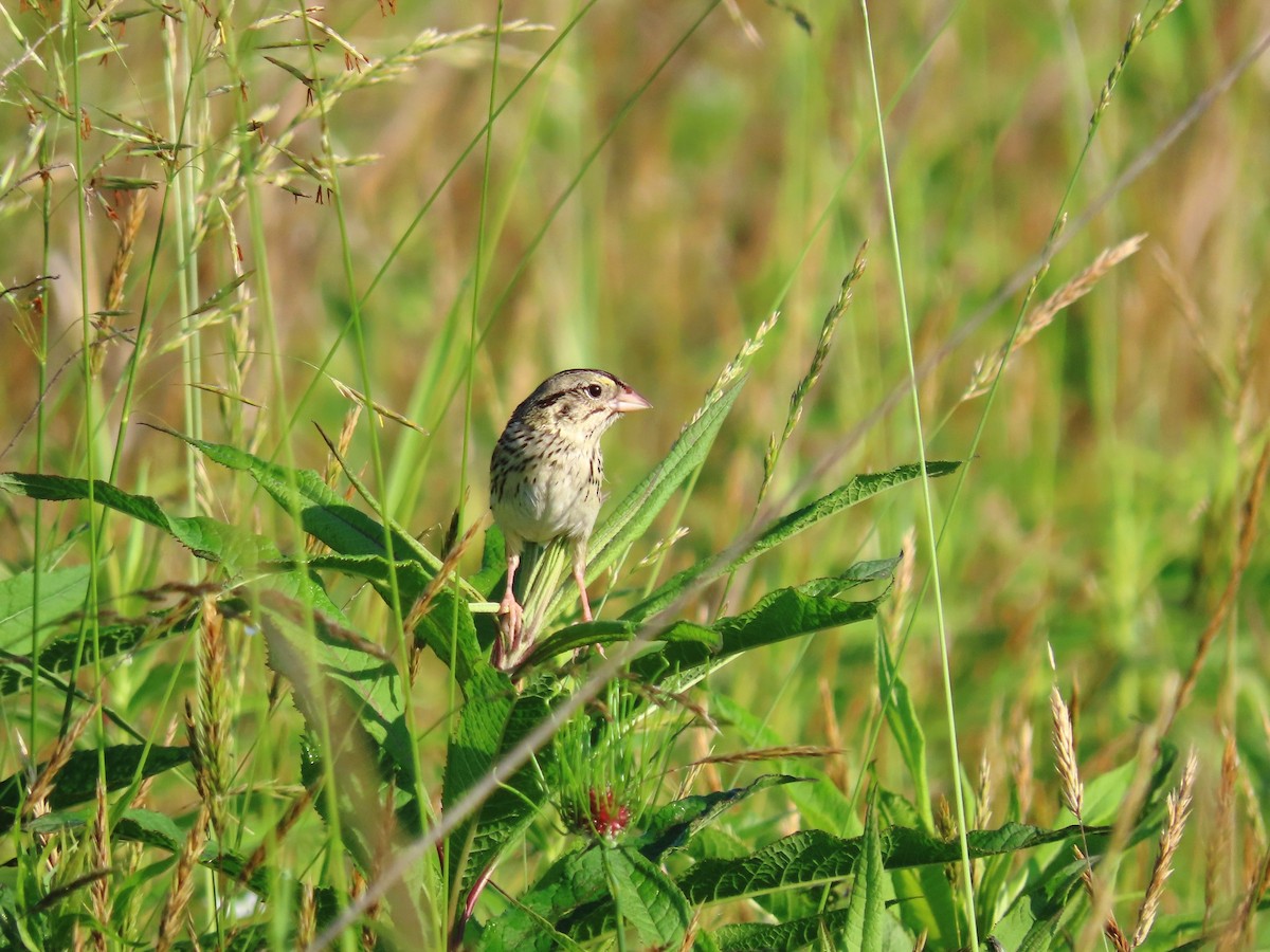 Henslow's Sparrow - ML637432143
