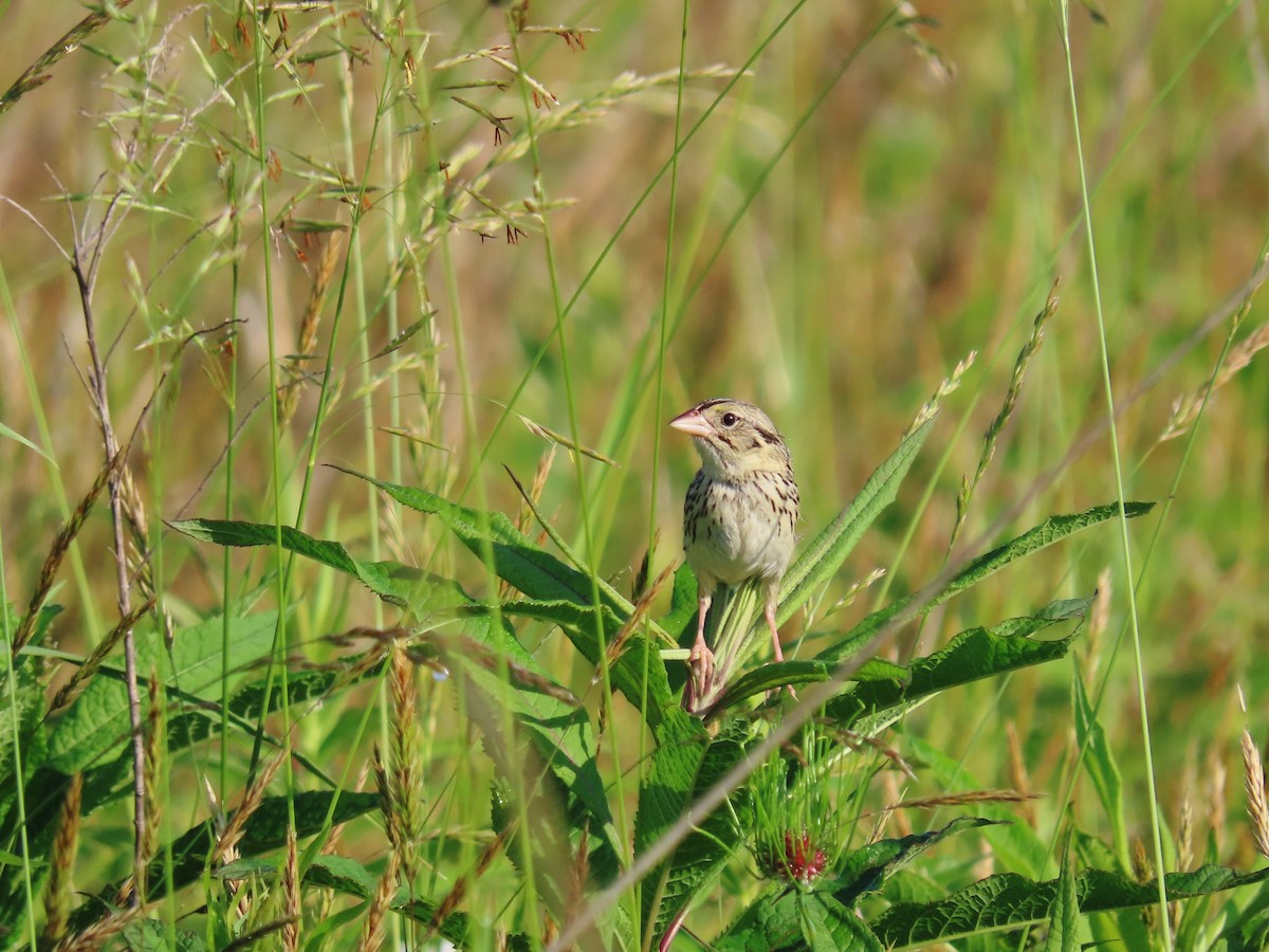 Henslow's Sparrow - ML637432152