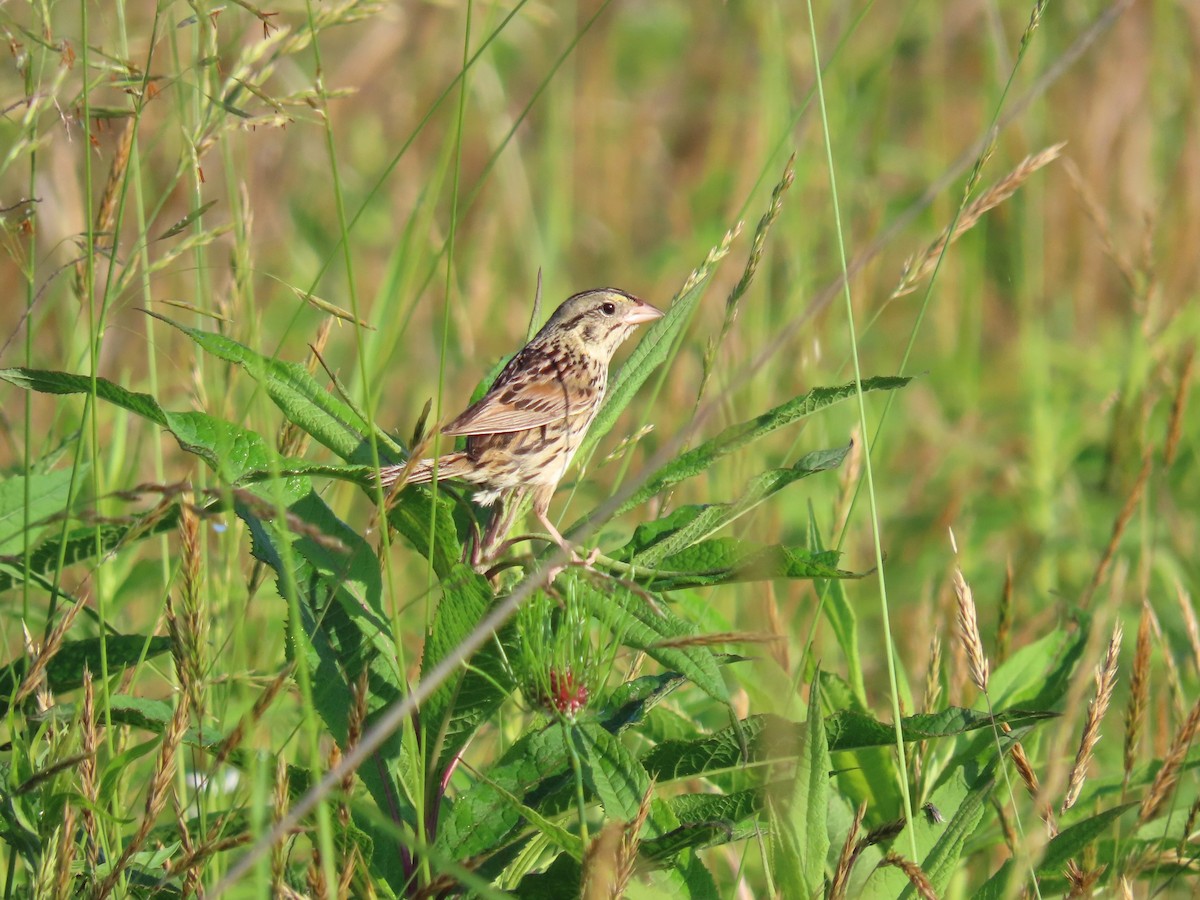 Henslow's Sparrow - ML637432163