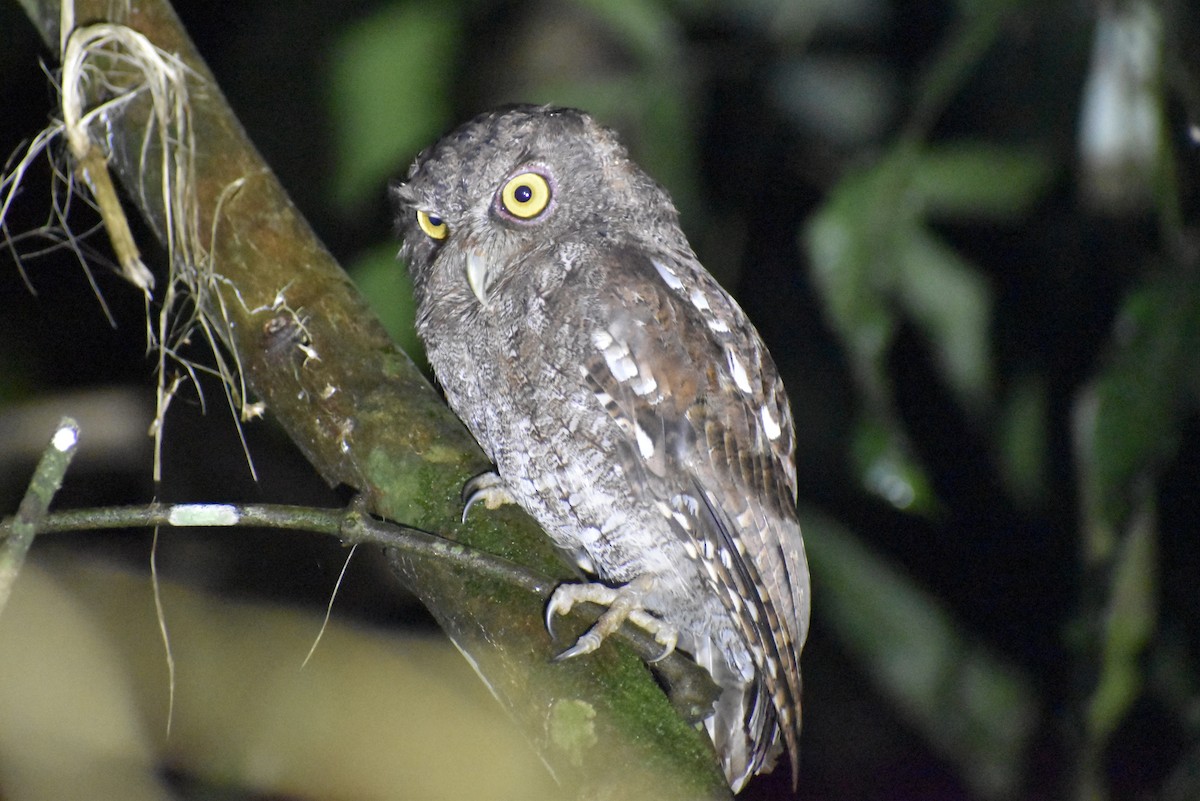 Choco Screech-Owl - ML637432167