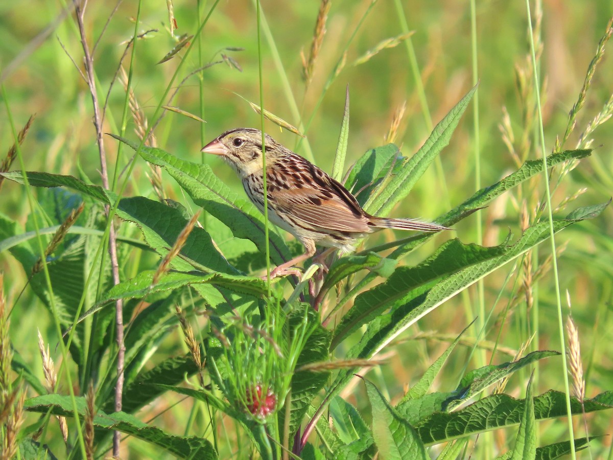 Henslow's Sparrow - ML637432173