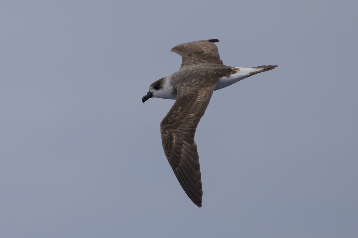 Black-capped Petrel - ML637432214