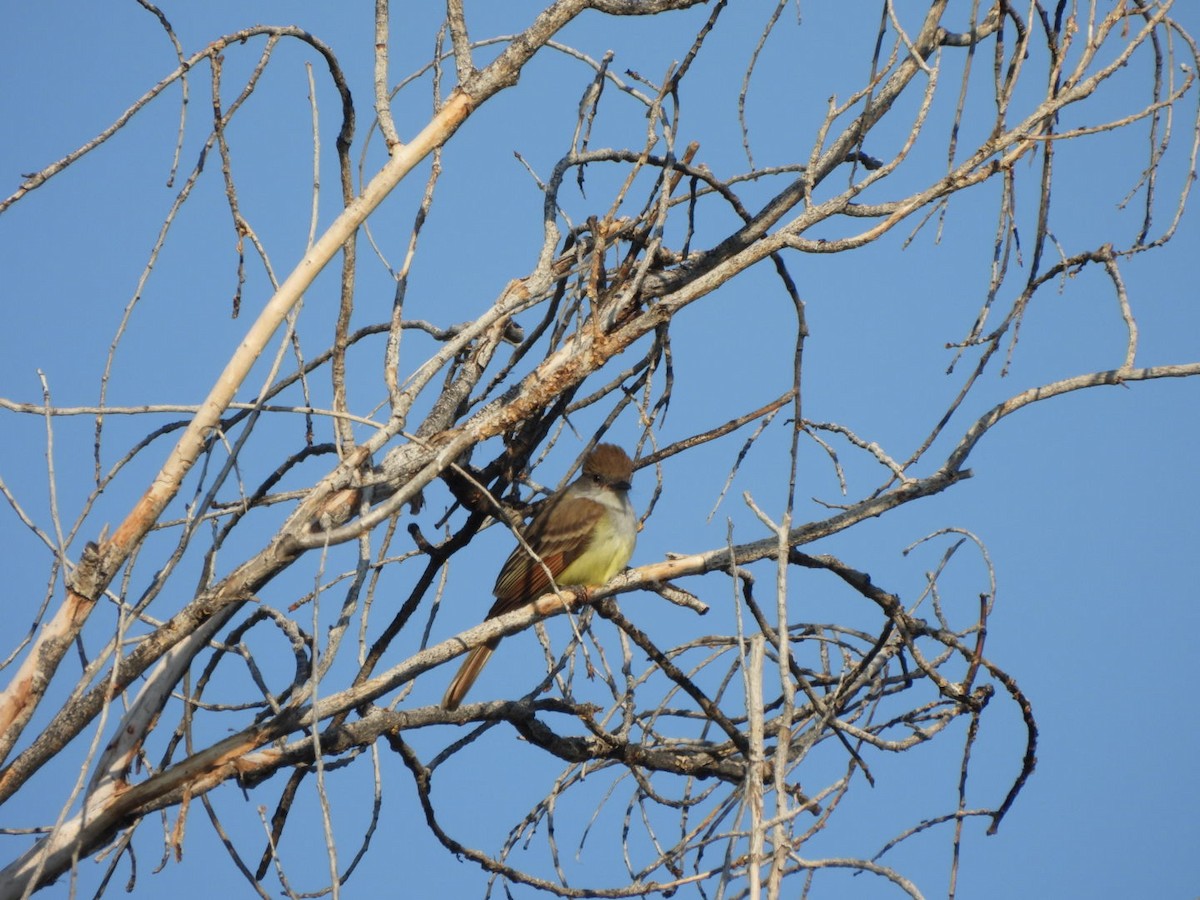 Brown-crested Flycatcher (Arizona) - ML637432223