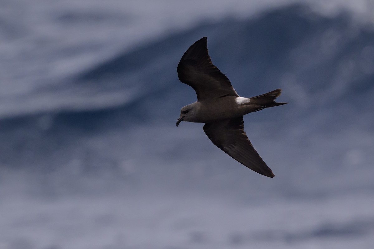Leach's Storm-Petrel - ML637432269