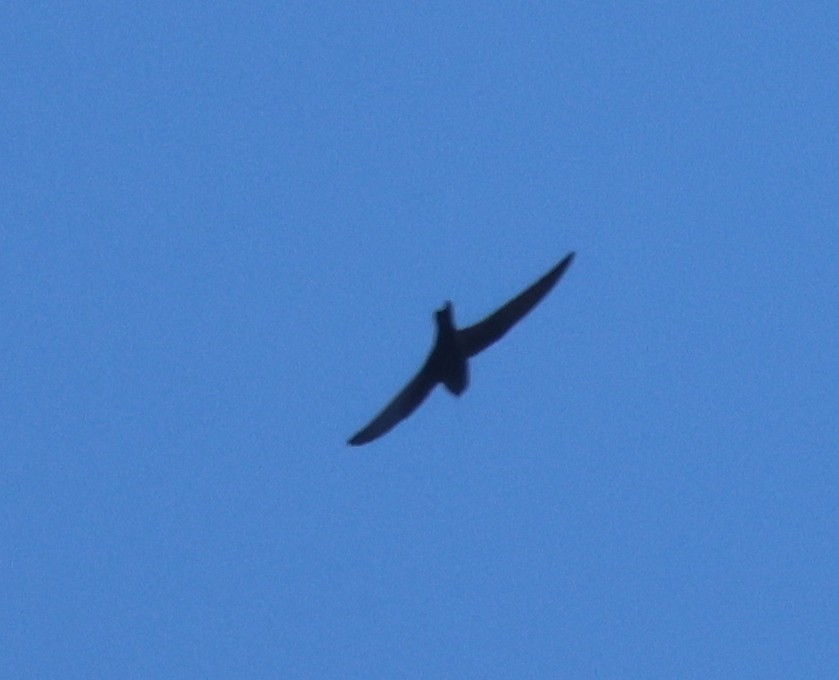 Black Swift - ML637432282