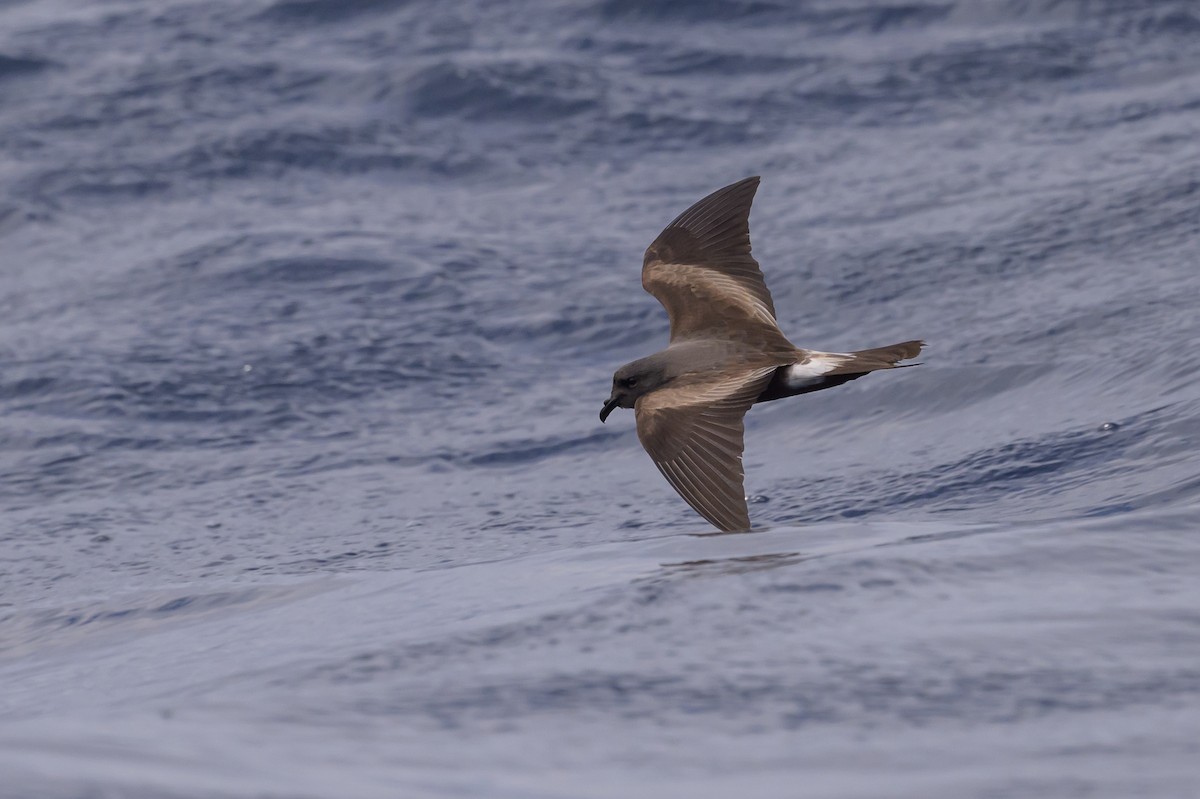 Leach's Storm-Petrel - ML637432287