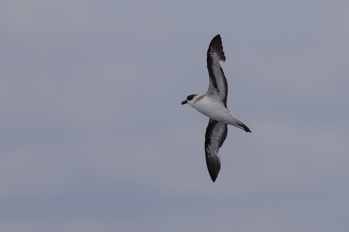 Black-capped Petrel - ML637432326