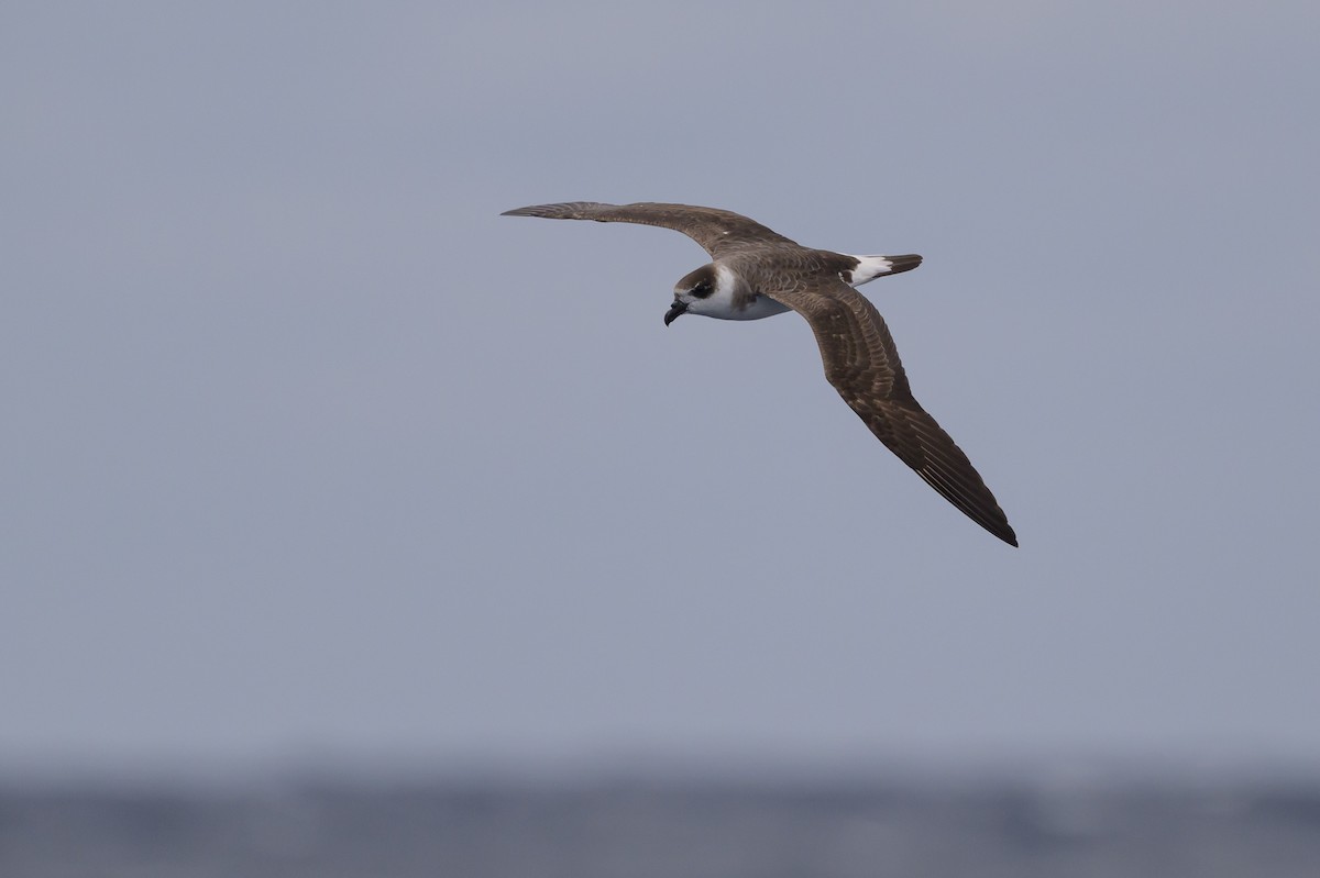 Black-capped Petrel - ML637432355