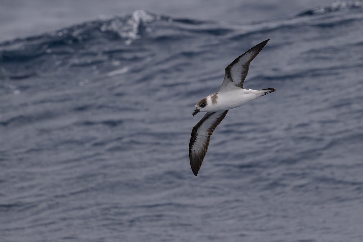Black-capped Petrel - ML637432357