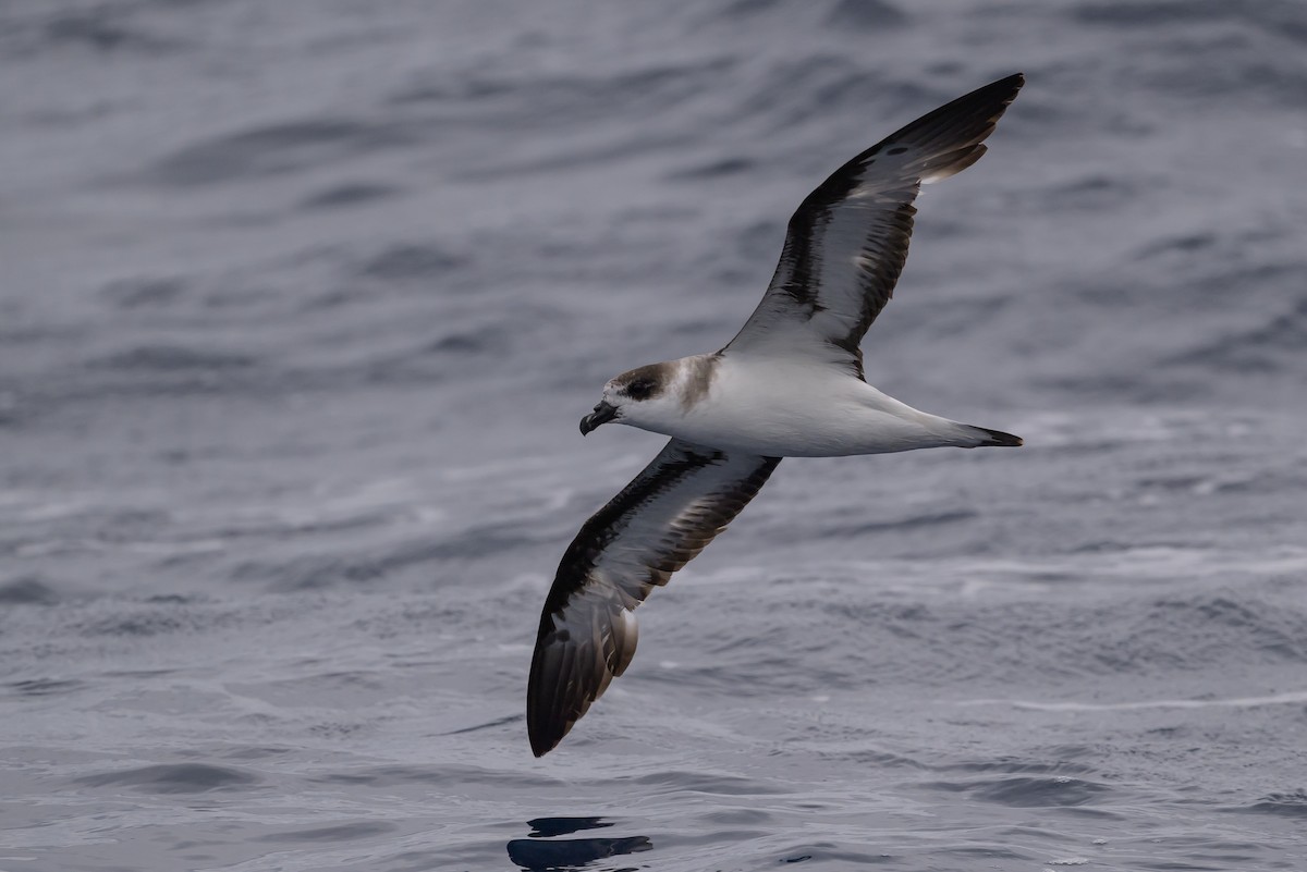 Black-capped Petrel - ML637432358