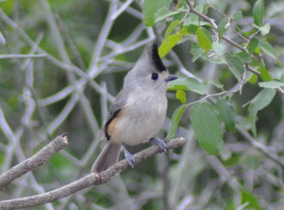 Black-crested Titmouse - ML637432360