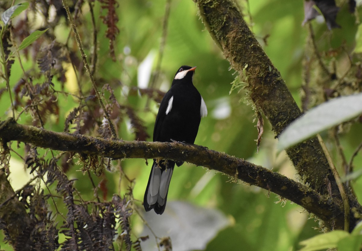 Black Solitaire - ML637432395