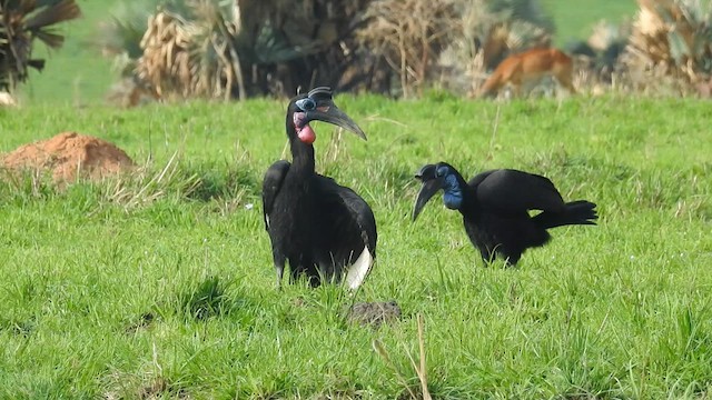 Abyssinian Ground-Hornbill - ML637432416