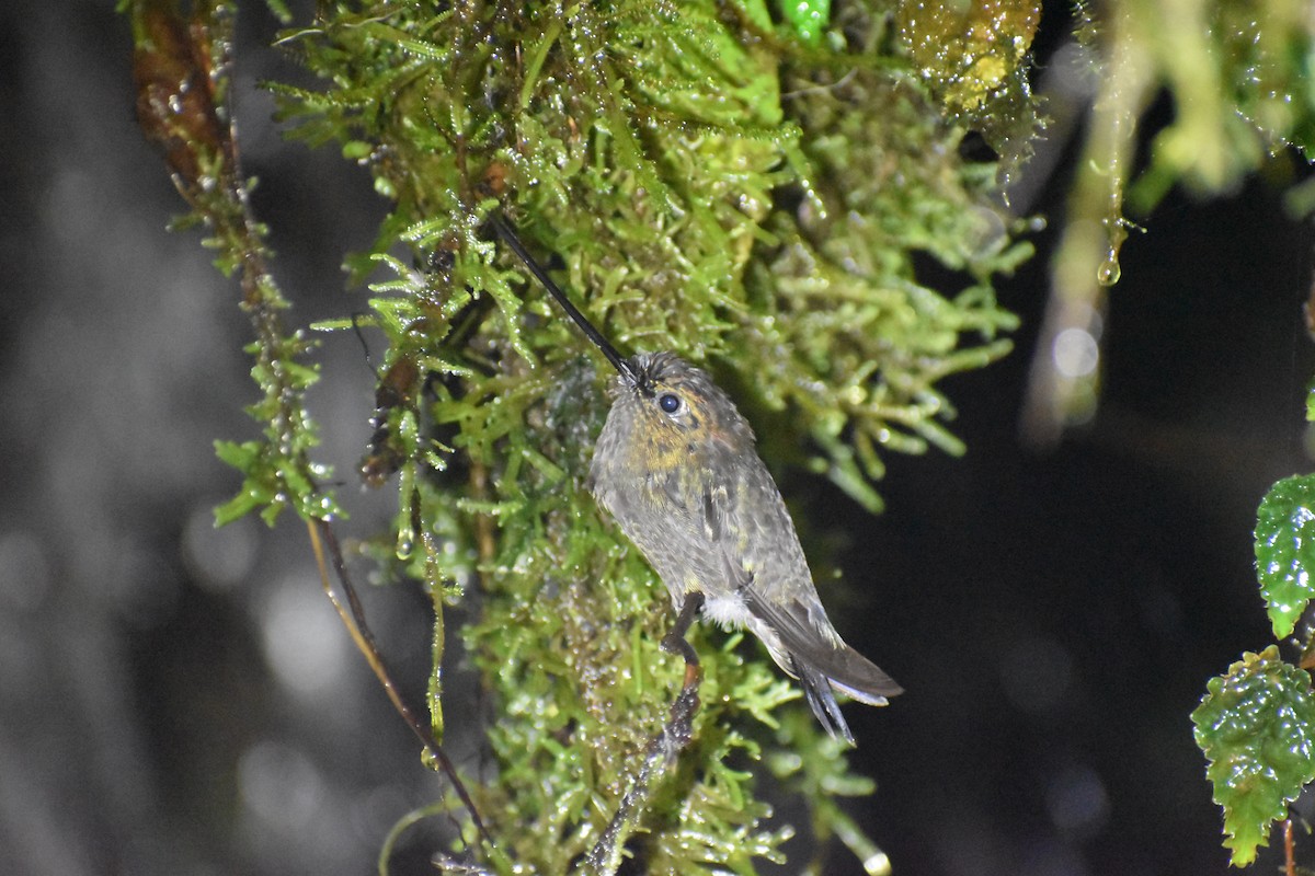 Green-fronted Lancebill - ML637432465