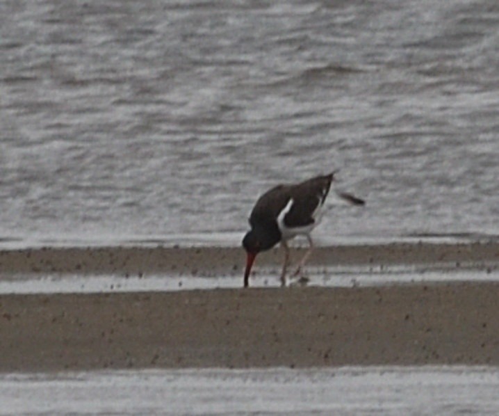 American Oystercatcher - ML637432470