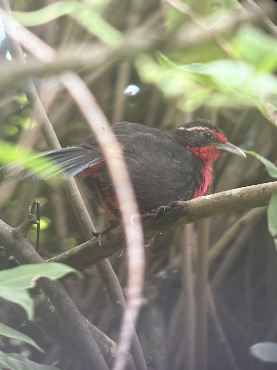 Rosy Thrush-Tanager - ML637432492