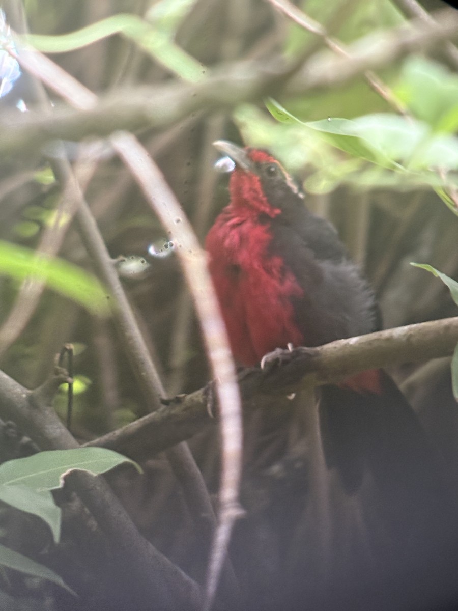 Rosy Thrush-Tanager - ML637432493