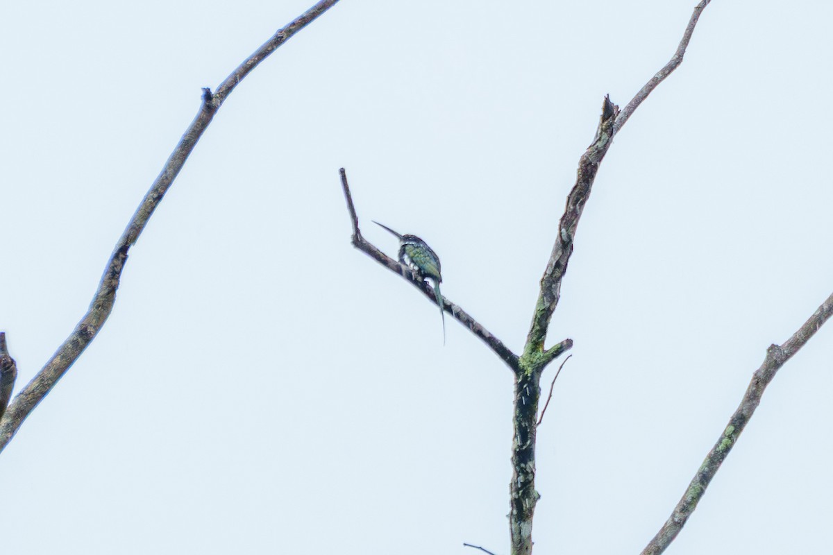 Paradise Jacamar - ML637432512