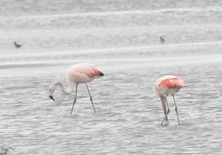 Chilean Flamingo - ML637432555