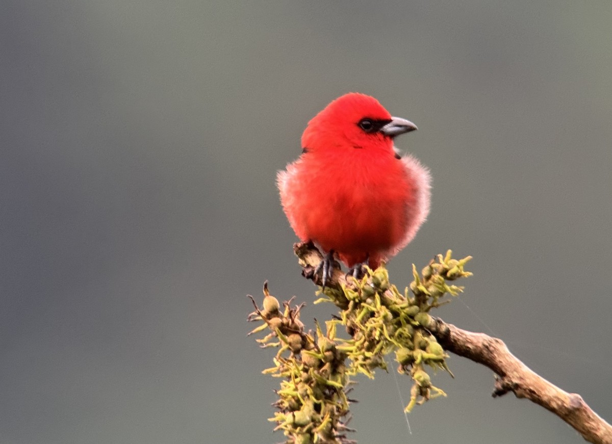 White-winged Tanager - ML637432562