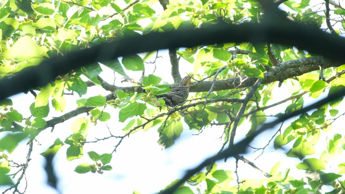 Red-winged Blackbird - ML637432564