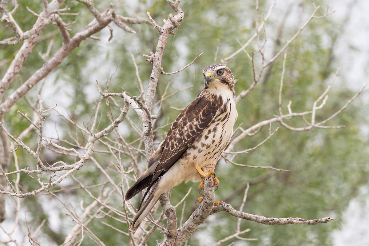 Red-shouldered Hawk - ML637432572