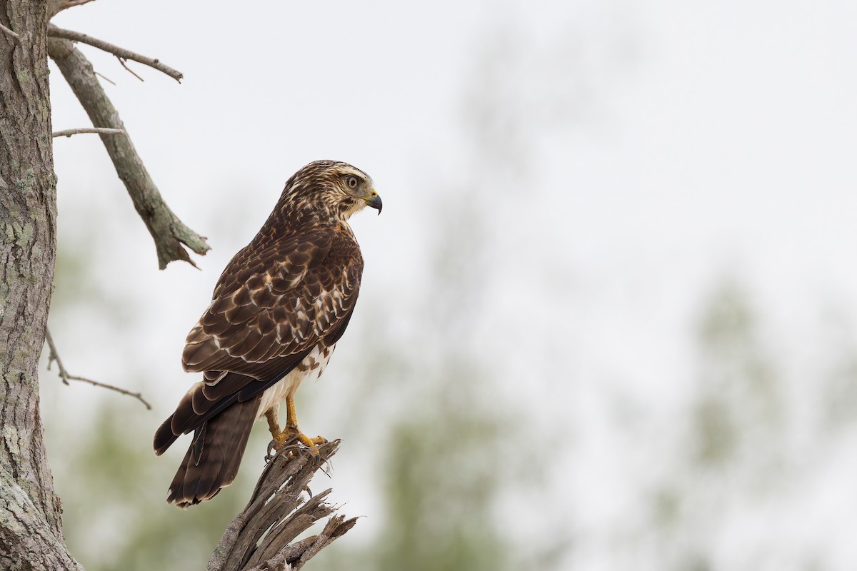 Red-shouldered Hawk - ML637432574