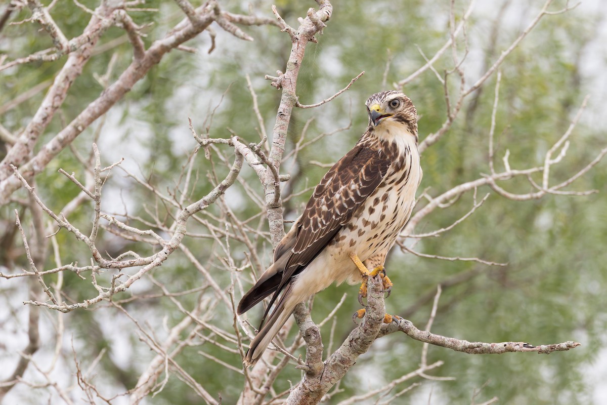 Red-shouldered Hawk - ML637432578