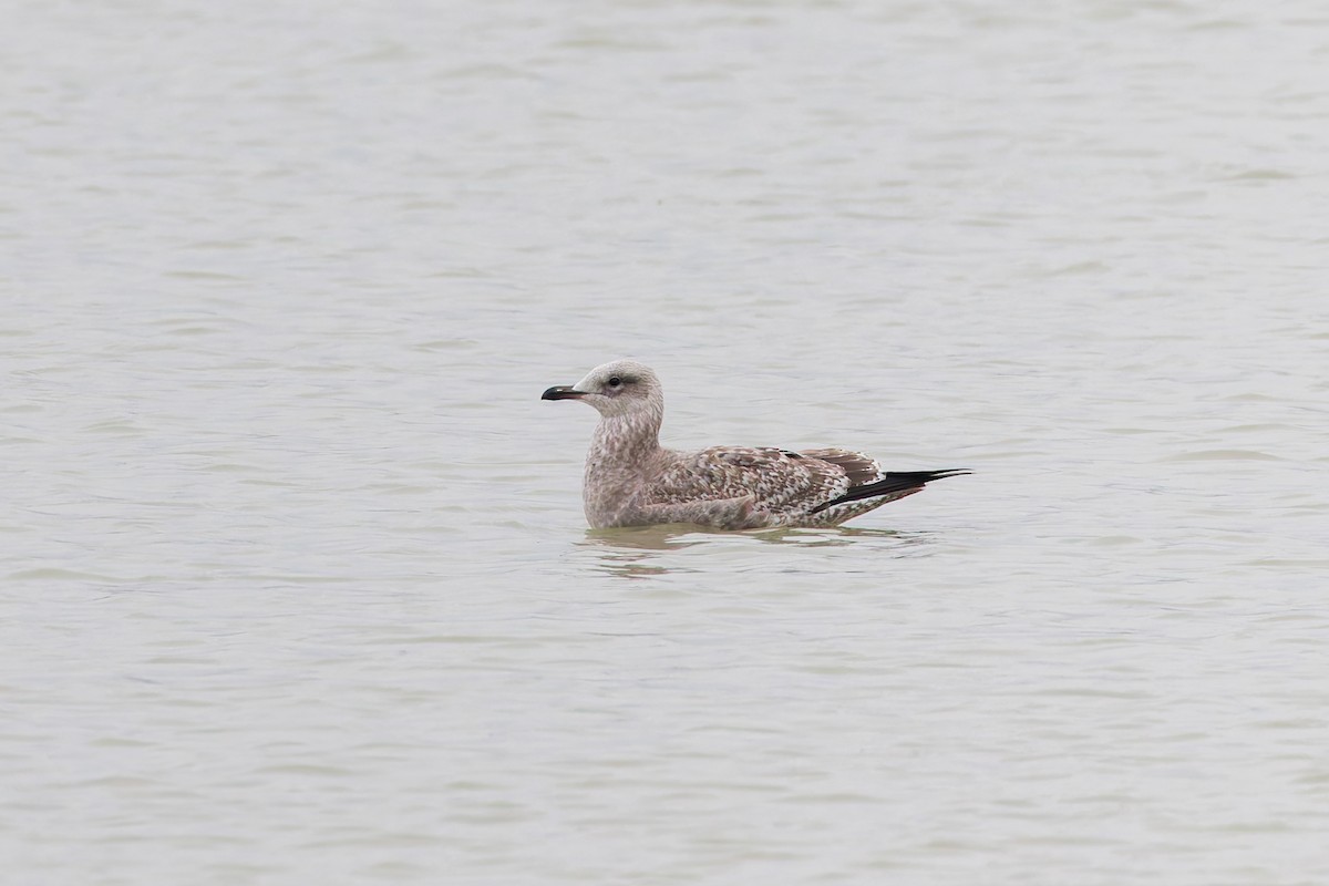 American Herring Gull - ML637432602
