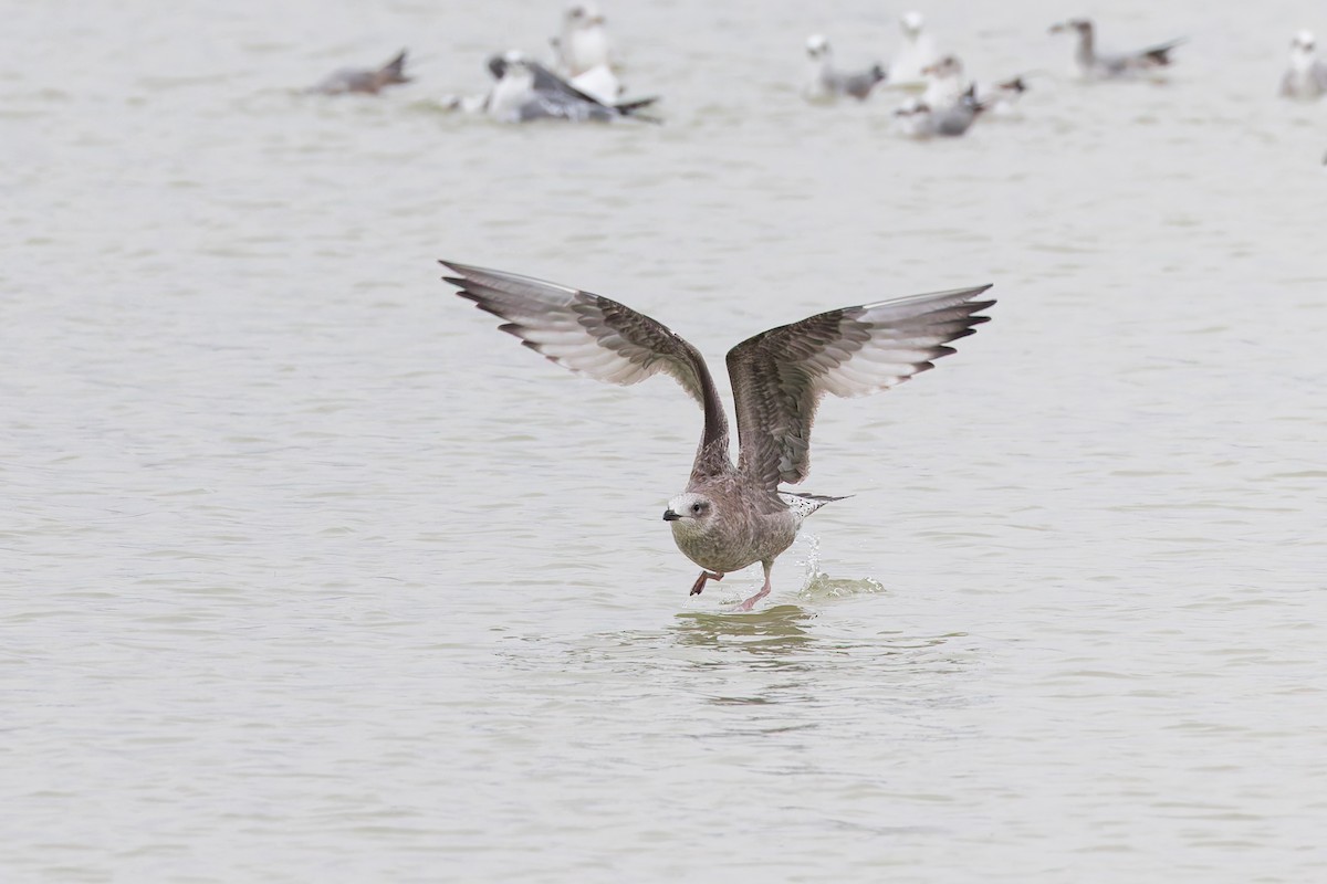 American Herring Gull - ML637432605