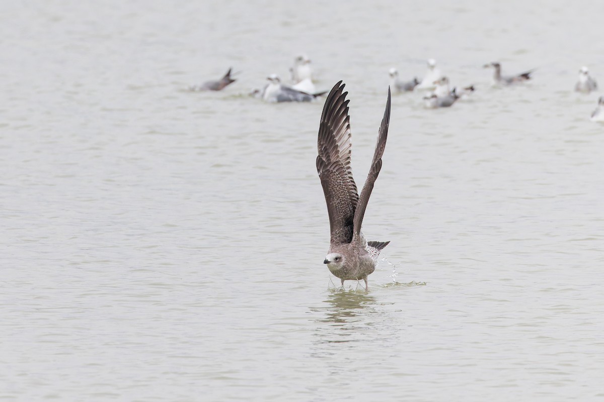 American Herring Gull - ML637432610