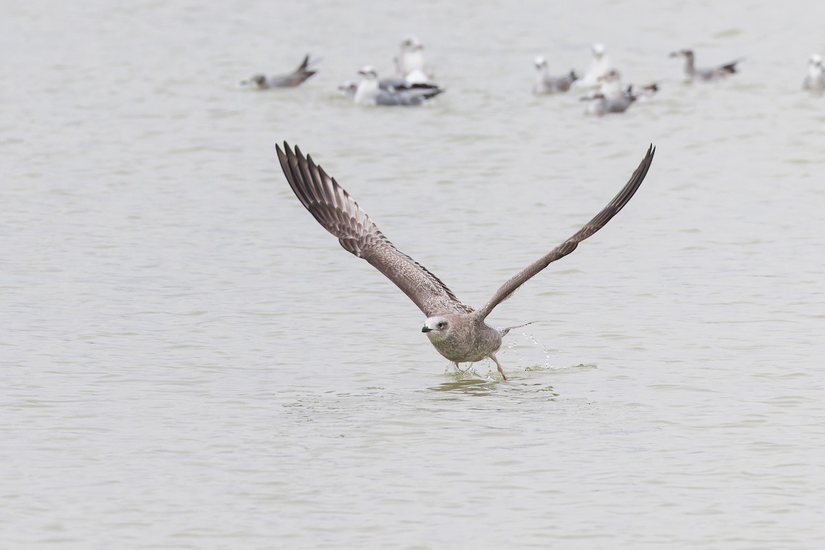 American Herring Gull - ML637432612