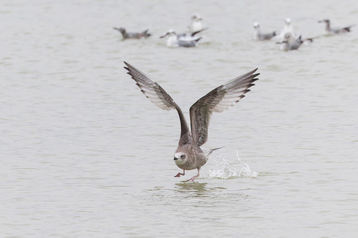 American Herring Gull - ML637432613
